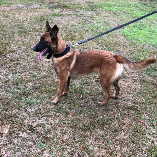 Ultra of Braveheart Oradinum