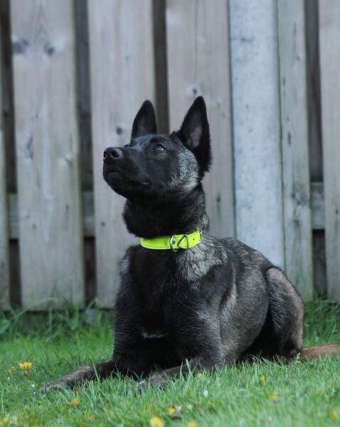 Danger of Braveheart Oradinum