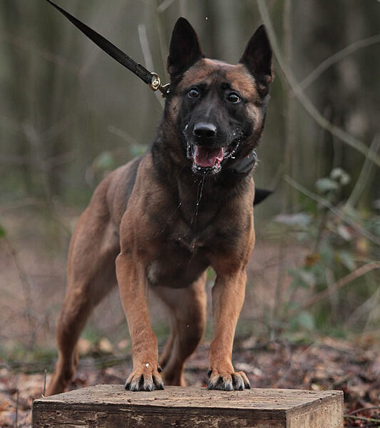 Paris Le Serviteur Puissant
