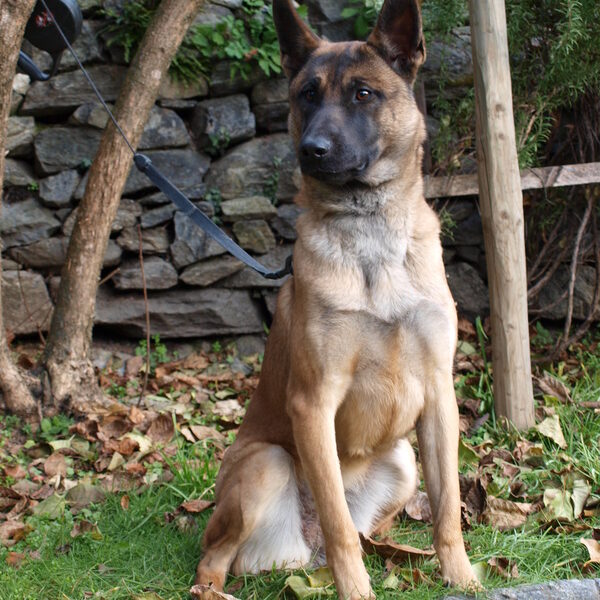 Zulue Guarda E Protecao