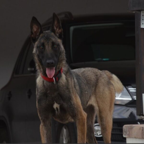 ​Pepsi of Braveheart Oradinum