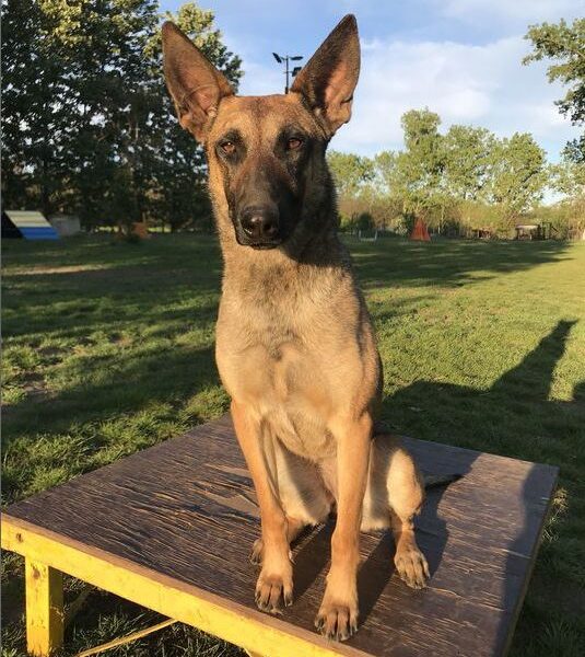 Bounty of Braveheart Oradinum