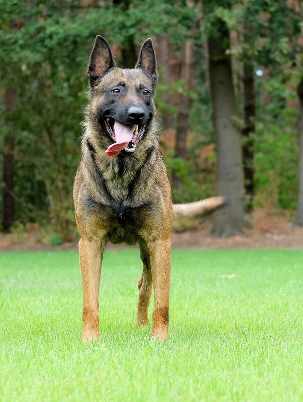 Napoleon KNPV PH-1 - Image 2