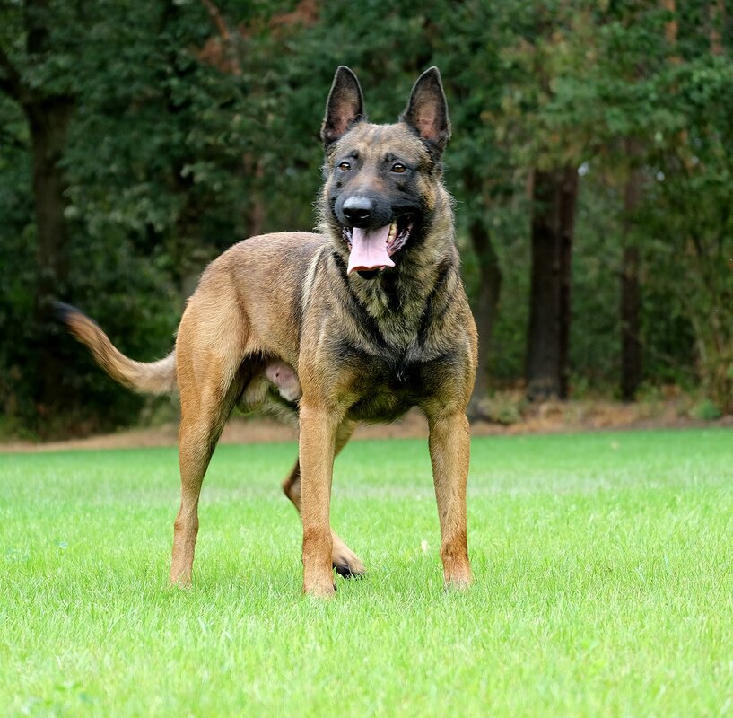 Napoleon KNPV PH-1 - Image 7