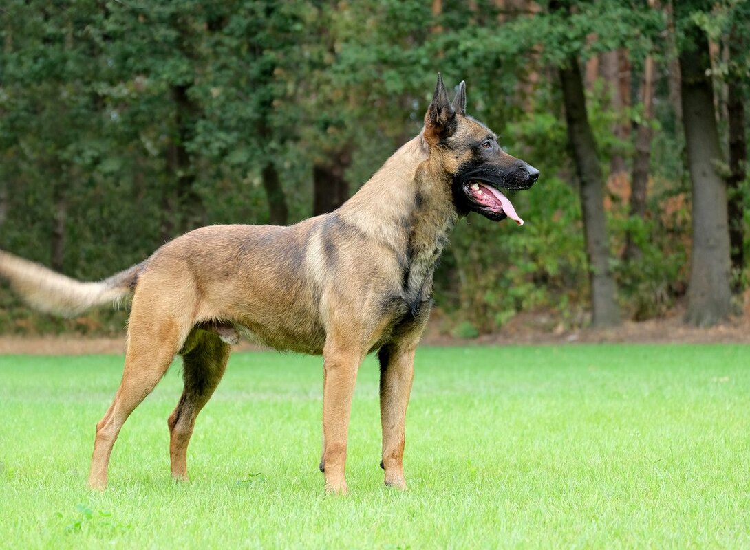 Napoleon KNPV PH-1 - Image 6