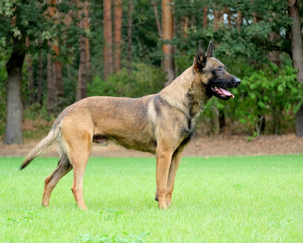 Napoleon KNPV PH-1 - Image 5