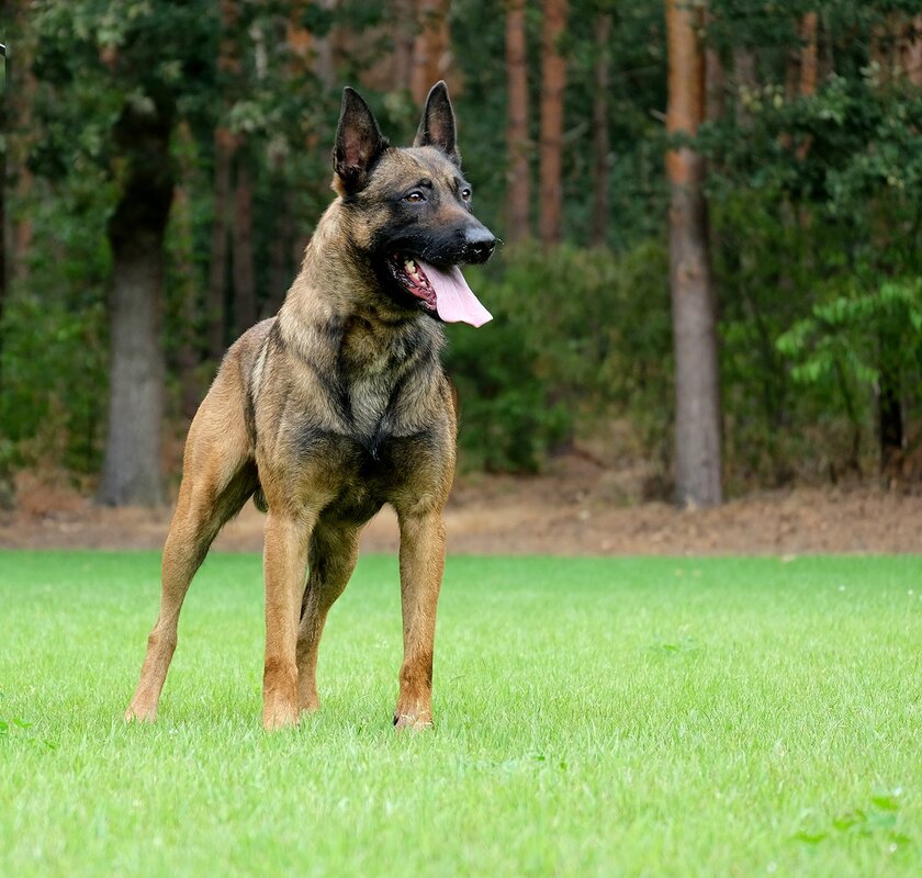 Napoleon KNPV PH-1 - Image 4