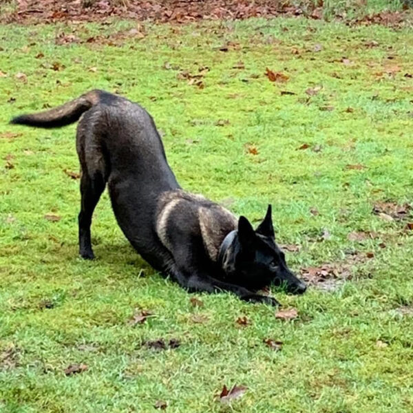 ​BlackJack's Bella