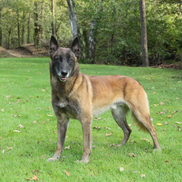 Nero van ' t Merlebosch (Mr. H. Van Rooij, Venray, NHSB 2920527)