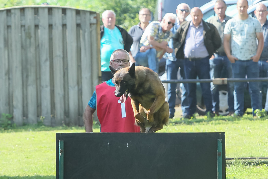 Dutch Working Malinois Iann “Fritts” KNPV PH-1