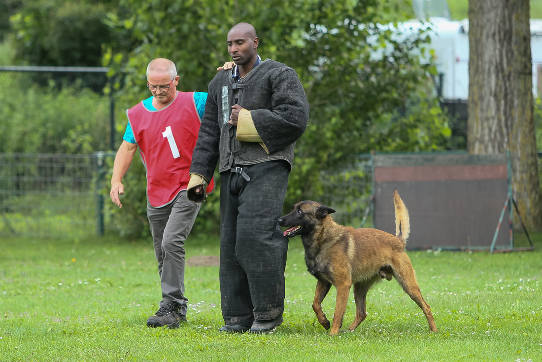 Dutch Working Malinois Iann “Fritts” KNPV PH-1