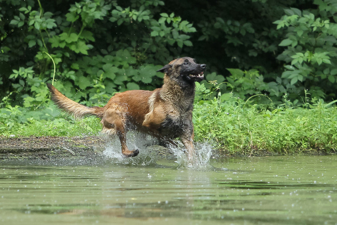 Dutch Working Malinois Iann “Fritts” KNPV PH-1