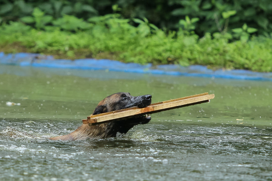 Dutch Working Malinois Iann “Fritts” KNPV PH-1
