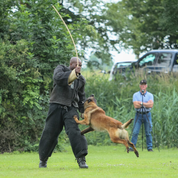 Dutch Working Malinois Iann “Fritts” KNPV PH-1