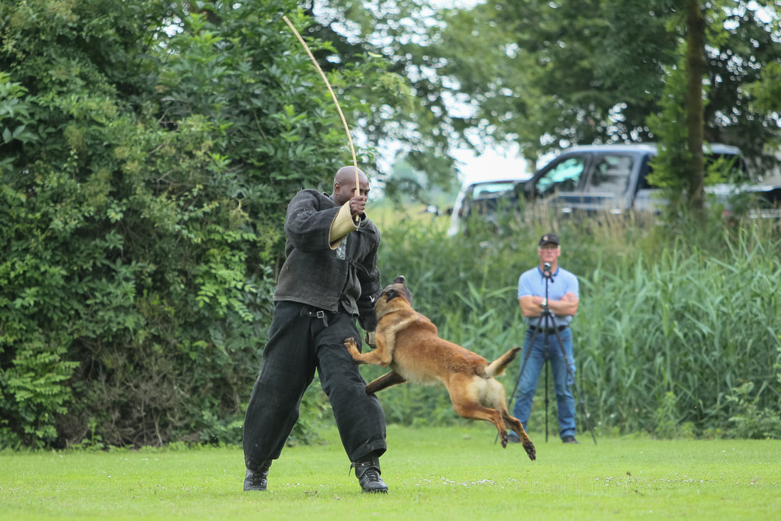 Dutch Working Malinois Iann “Fritts” KNPV PH-1