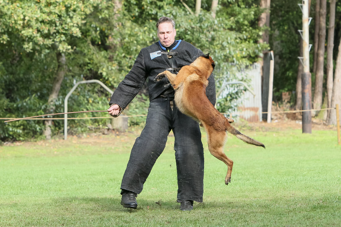 Dutch Working Malinois Iann “Fritts” KNPV PH-1