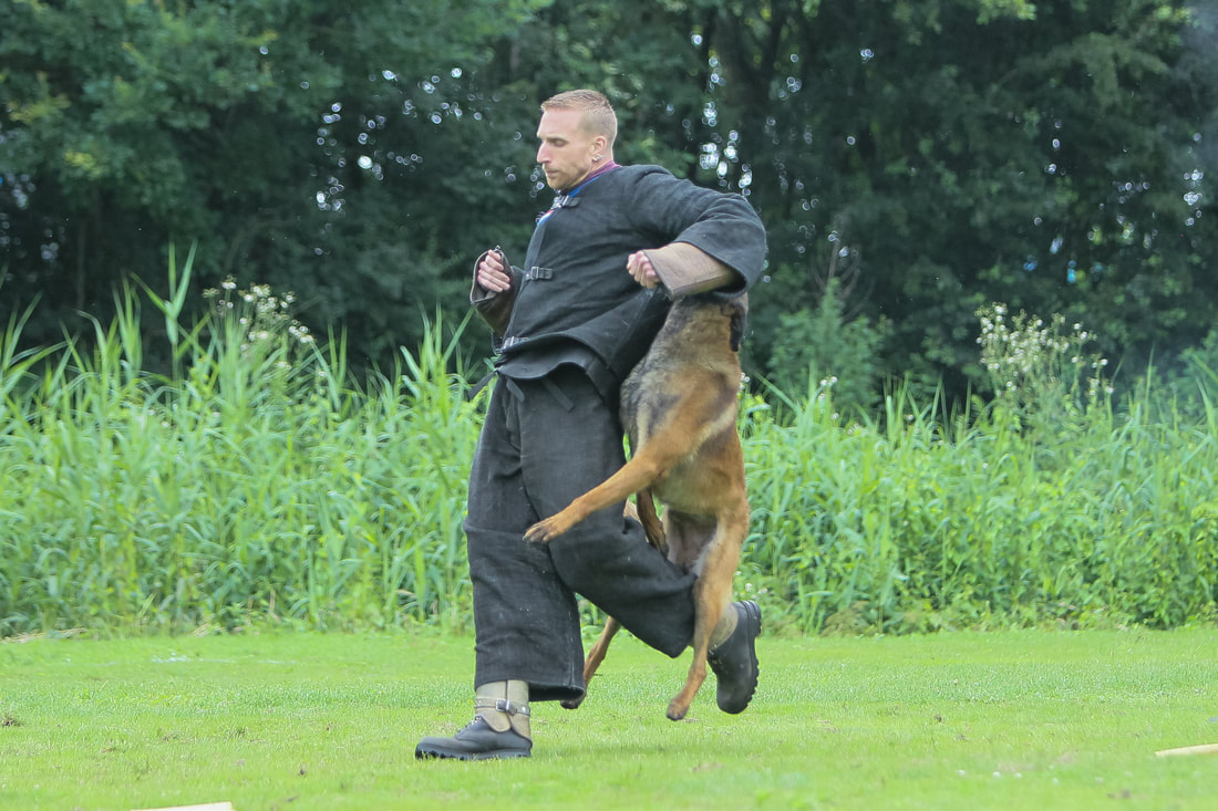 Dutch Working Malinois Iann “Fritts” KNPV PH-1