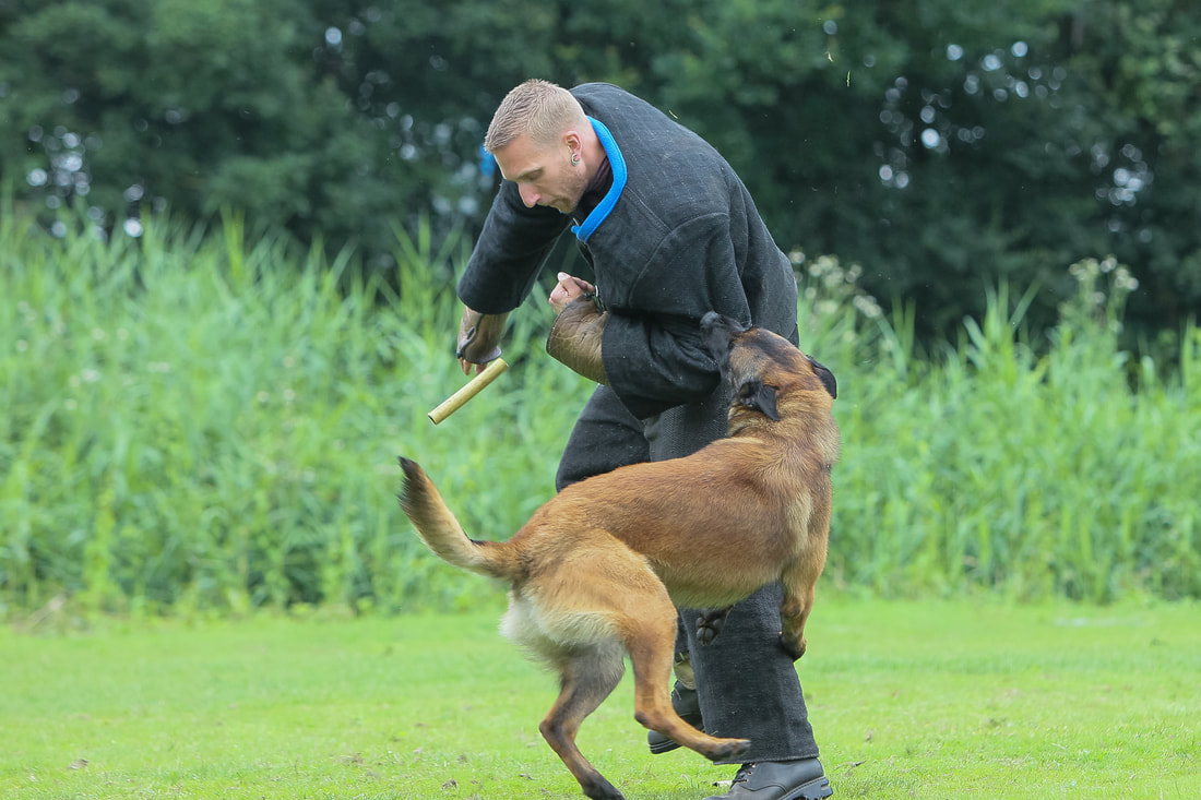 Dutch Working Malinois Iann “Fritts” KNPV PH-1