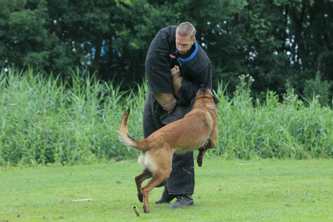 Dutch Working Malinois Iann “Fritts” KNPV PH-1
