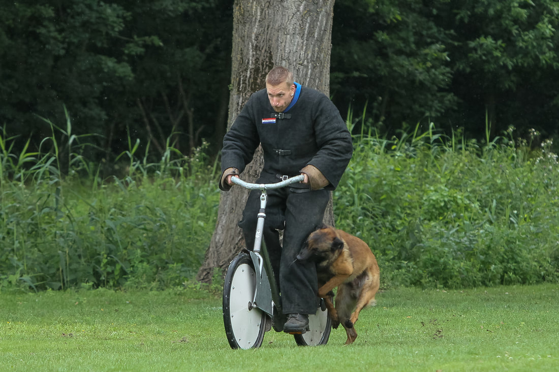 Dutch Working Malinois Iann “Fritts” KNPV PH-1