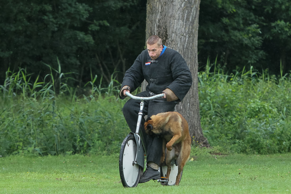 Dutch Working Malinois Iann “Fritts” KNPV PH-1