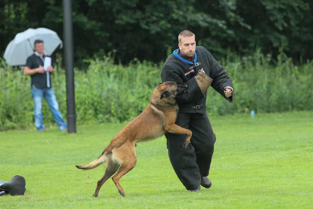 Dutch Working Malinois Iann “Fritts” KNPV PH-1