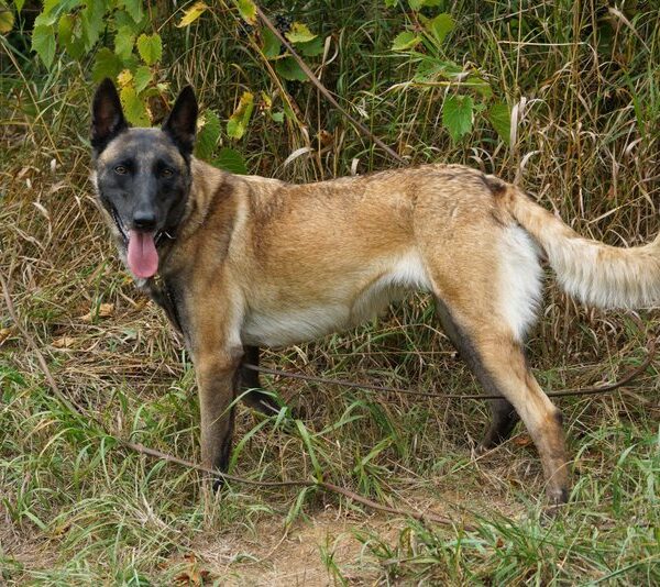 Calamity Vom Fulk "Callie"