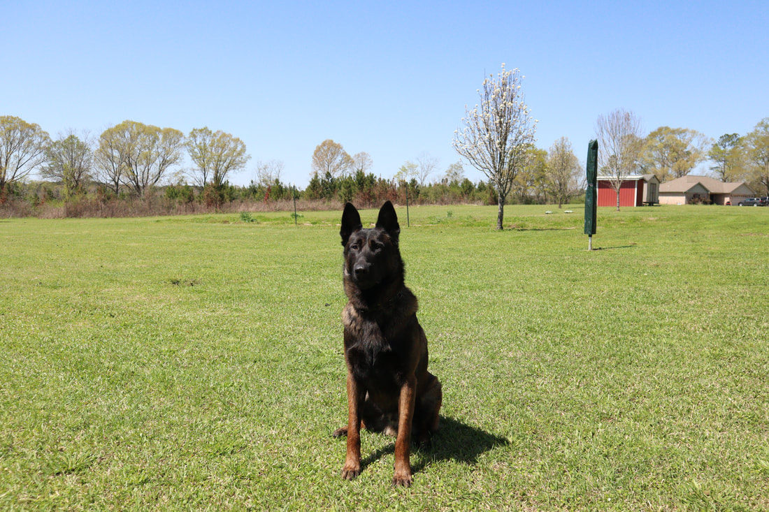 Buddy ("Jäger") IGP 1, Executive Protection Dog - Image 10
