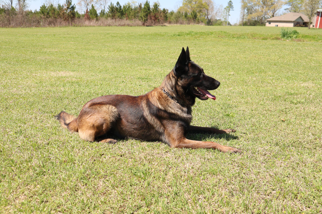 Buddy ("Jäger") IGP 1, Executive Protection Dog - Image 7
