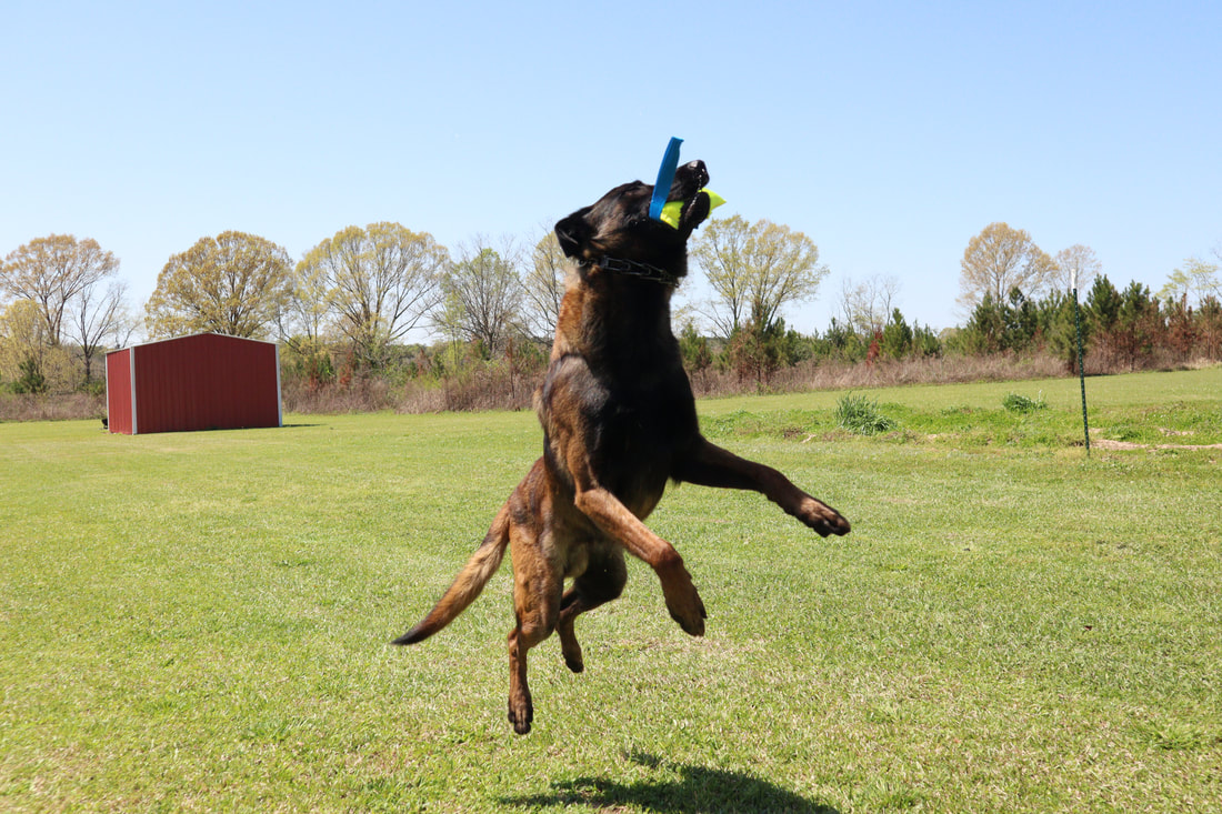 Buddy ("Jäger") IGP 1, Executive Protection Dog - Image 11