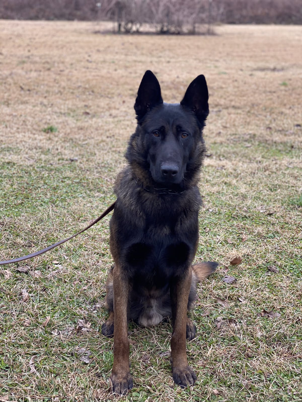 Buddy ("Jäger") IGP 1, Executive Protection Dog - Image 4