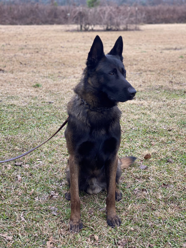 Buddy ("Jäger") IGP 1, Executive Protection Dog - Image 6