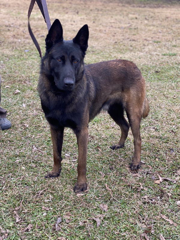 Buddy ("Jäger") IGP 1, Executive Protection Dog - Image 2