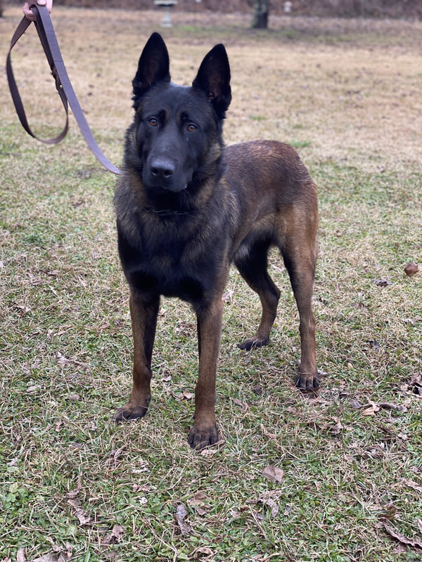 Buddy ("Jäger") IGP 1, Executive Protection Dog - Image 3