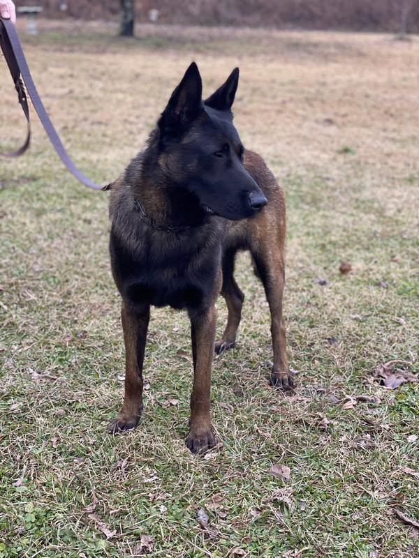 Buddy ("Jäger") IGP 1, Executive Protection Dog - Image 5
