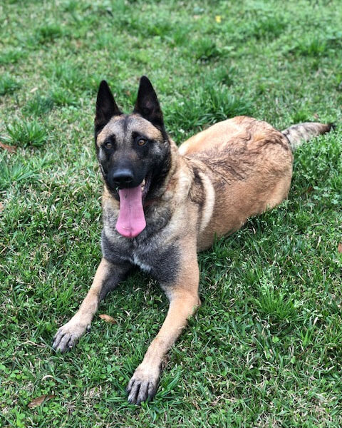 ​Iva of Braveheart Oradinum