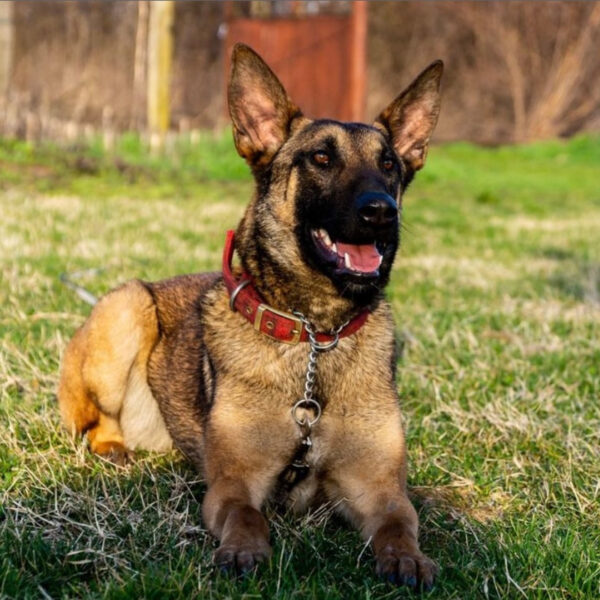 Bora of Braveheart Oradinum