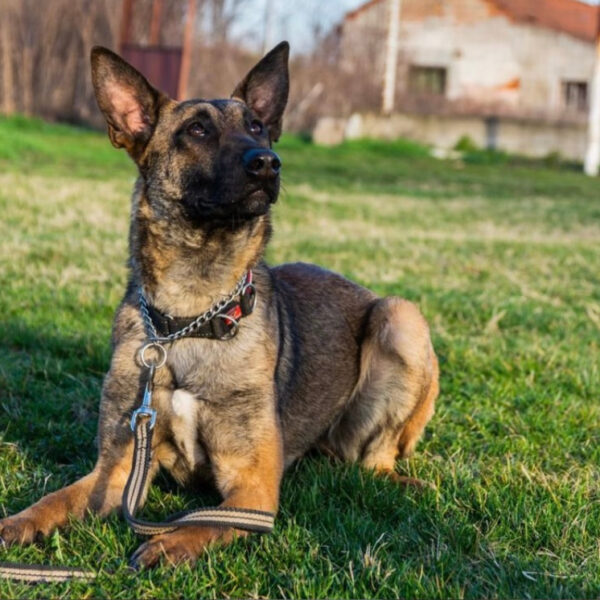 Bony of Braveheart Oradinum