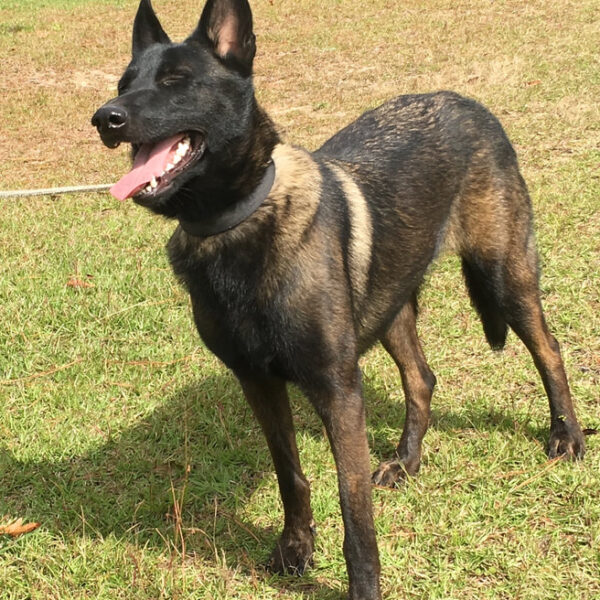 ​BlackJack's Diana "Sasha"