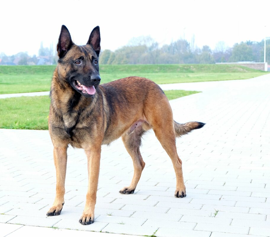 Napoleon KNPV PH-1 - Image 3