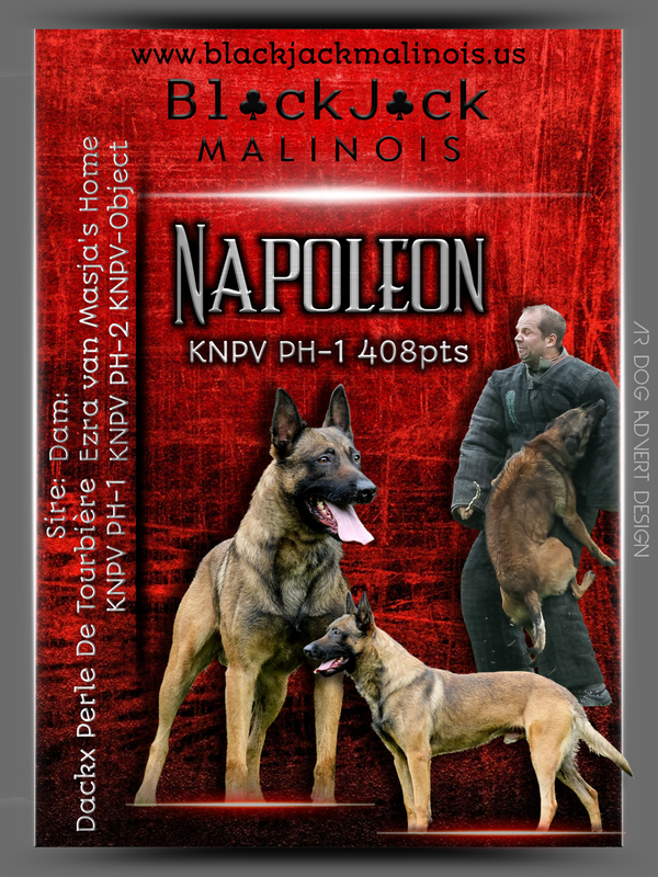 Napoleon KNPV PH-1 - Image 8