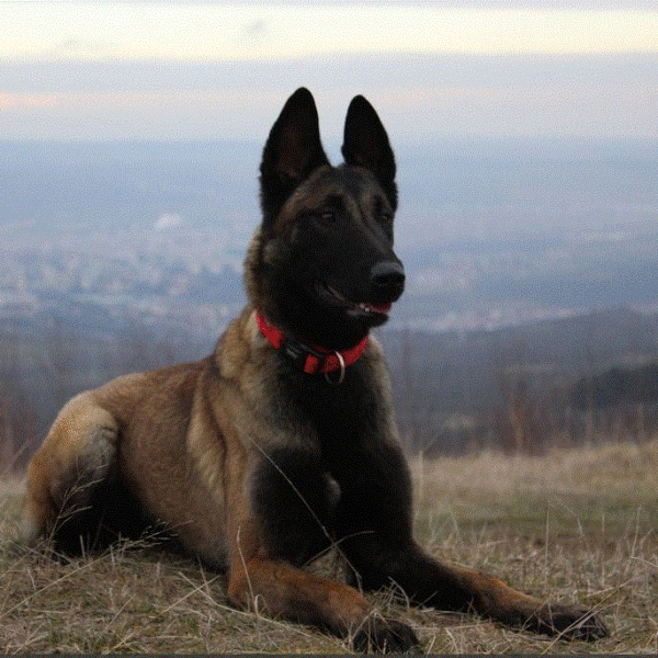 ​Nissa of Braveheart Oradinum