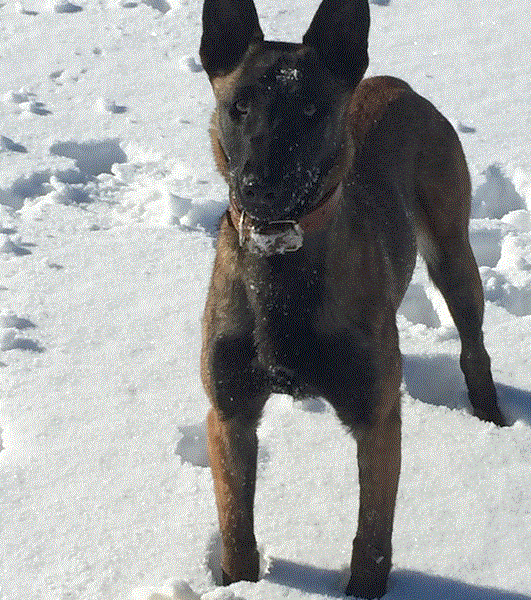 Indra of Braveheart Oradium