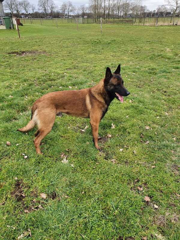 Dutch Working Malinois Iann “Fritts” KNPV PH-1