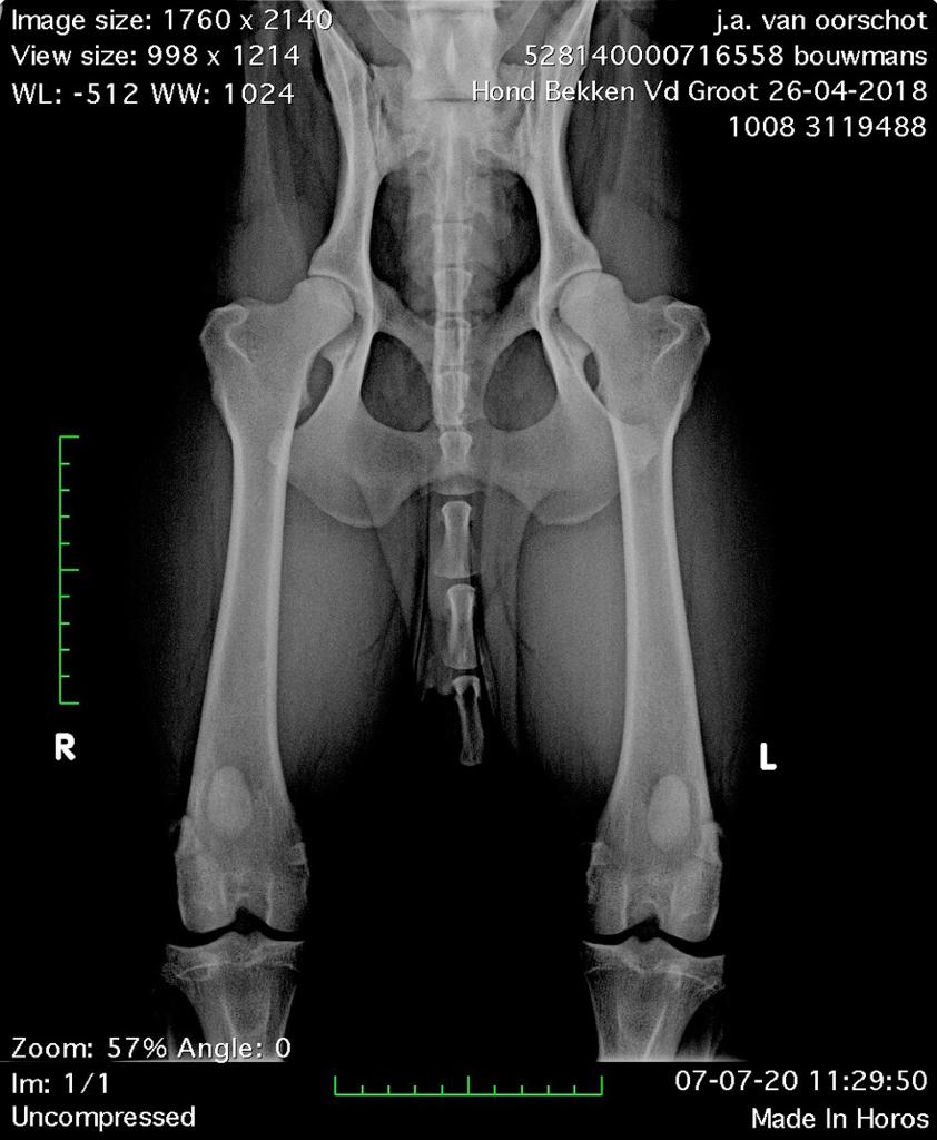 Dutch Working Malinois Iann “Fritts” KNPV PH-1