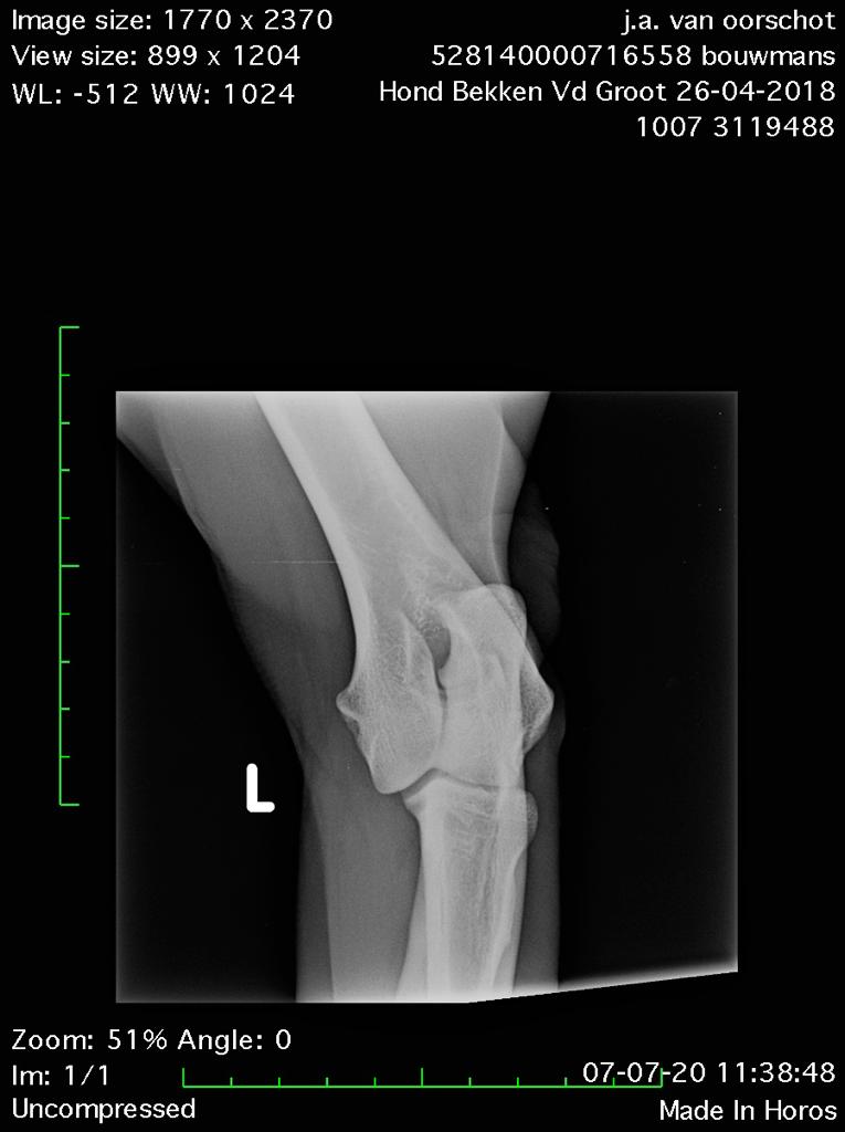 Dutch Working Malinois Iann “Fritts” KNPV PH-1