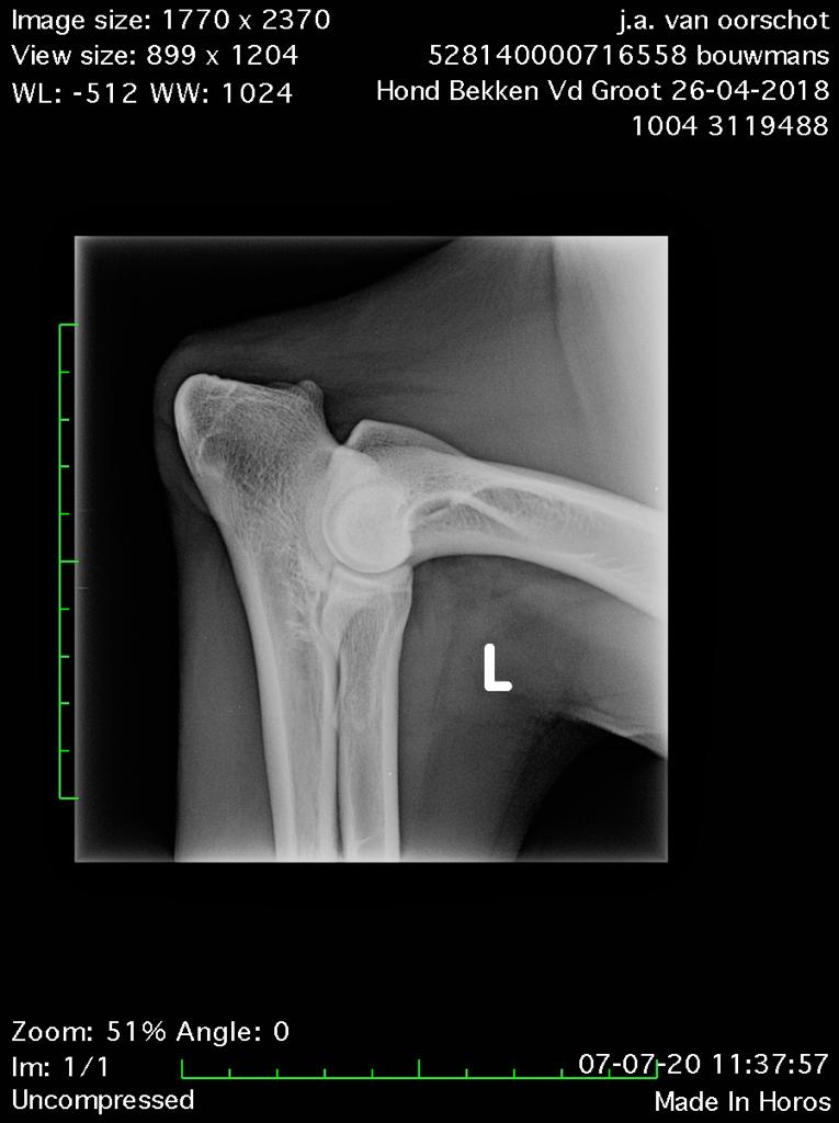 Dutch Working Malinois Iann “Fritts” KNPV PH-1