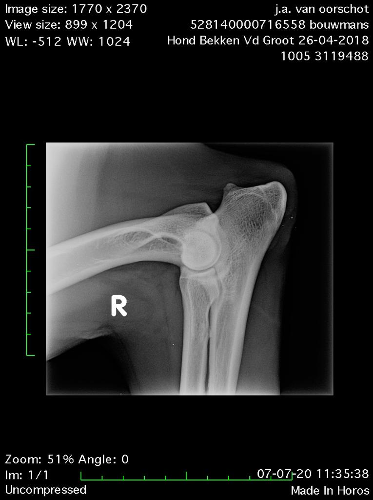 Dutch Working Malinois Iann “Fritts” KNPV PH-1