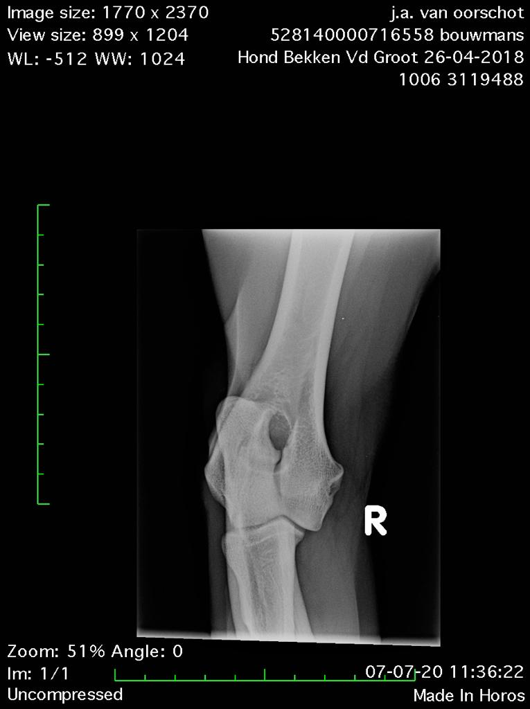 Dutch Working Malinois Iann “Fritts” KNPV PH-1