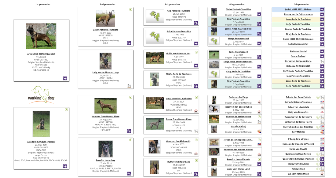 Dutch Working Malinois Iann “Fritts” KNPV PH-1